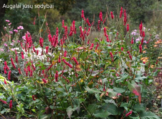Rūgtis (Persicaria amplexicaulis) 'JS Calor'